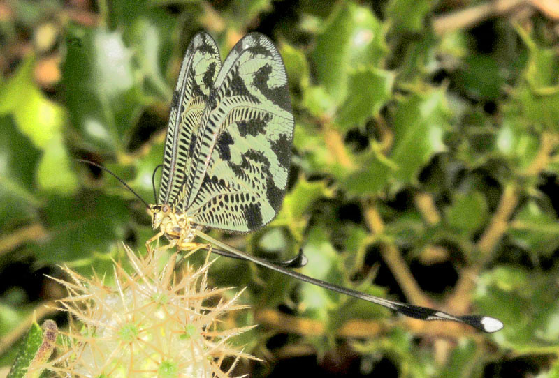 Nemoptera coa (Nemopteridae)  da Paradsia (Grecia)